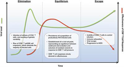 Have Cells Harboring the HIV Reservoir Been Immunoedited?